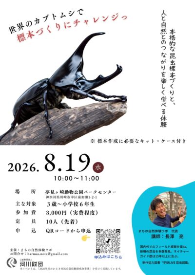kabutomusi